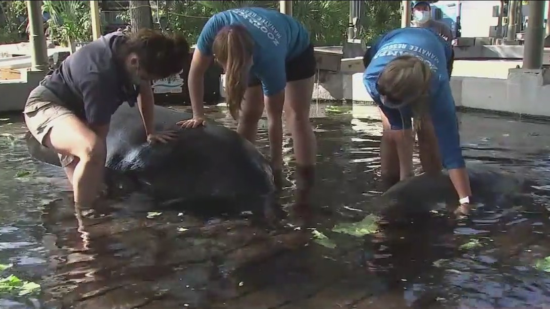 ZooTampa treating manatees injured from boat accidents